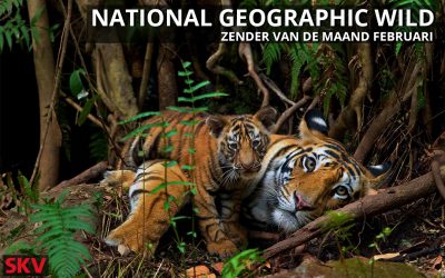 National Geographic Wild zender van de maand februari 2021 op kanaal 999